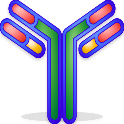 IgG antibody restyled